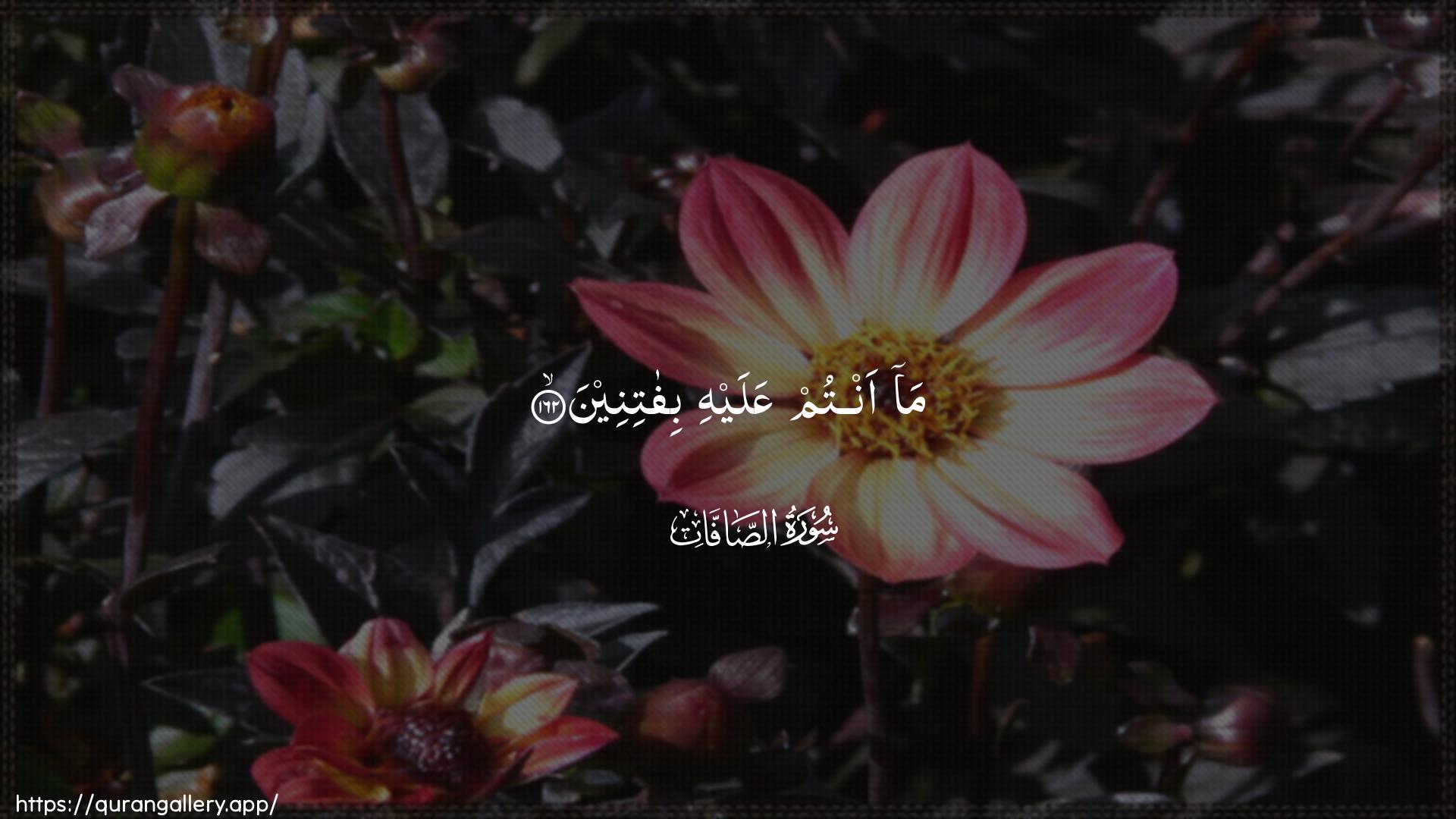 Surah As-Saaffaat Ayah 162 of 37 HD Wallpaper: Download Beautiful horizontal Quran Verse Image | Ma antum AAalayhi bifatineen