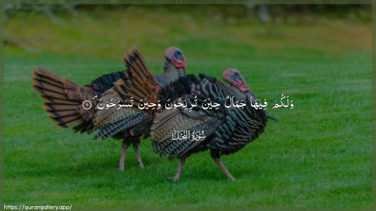 An-Nahl Ayah 6 - Arabic (Wide) wallpaper