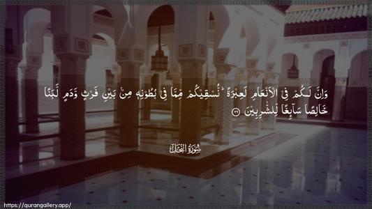 An-Nahl Ayah 66 - Arabic (Wide) wallpaper