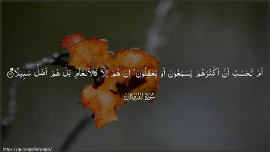 Al-Furqaan Ayah 44 - Arabic (Wide) wallpaper
