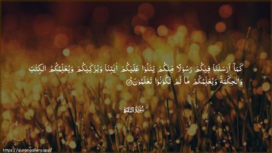 Al-Baqara Ayah 151 - Arabic (Wide) wallpaper