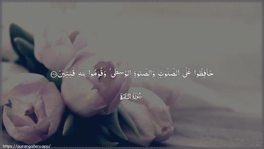 Al-Baqara Ayah 238 - Arabic (Wide) wallpaper