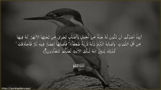 Al-Baqara Ayah 266 - Arabic (Wide) wallpaper