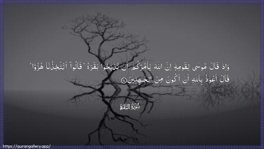 Al-Baqara Ayah 67 - Arabic (Wide) wallpaper