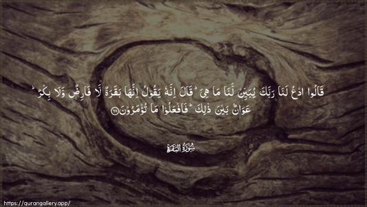Al-Baqara Ayah 68 - Arabic (Wide) wallpaper