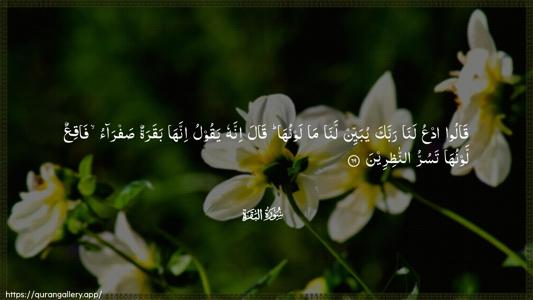 Al-Baqara Ayah 69 - Arabic (Wide) wallpaper