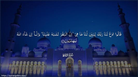 Al-Baqara Ayah 70 - Arabic (Wide) wallpaper