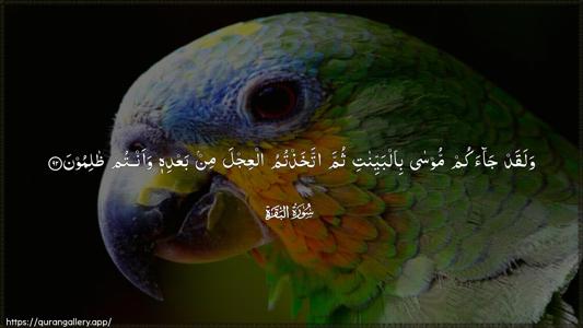 Al-Baqara Ayah 92 - Arabic (Wide) wallpaper