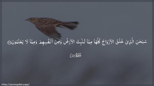 Yaseen Ayah 36 - Arabic (Wide) wallpaper