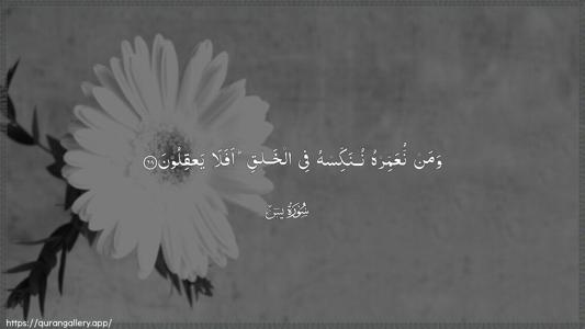 Yaseen Ayah 68 - Arabic (Wide) wallpaper