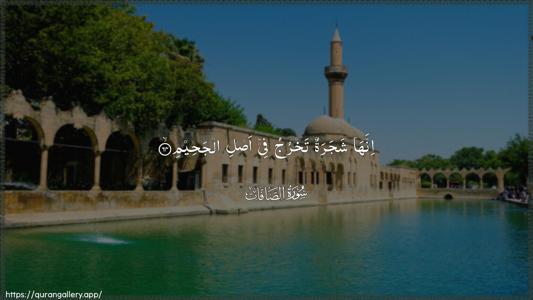 As-Saaffaat Ayah 64 - Arabic (Wide) wallpaper
