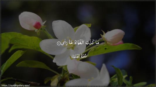 An-Najm Ayah 11 - Arabic (Wide) wallpaper