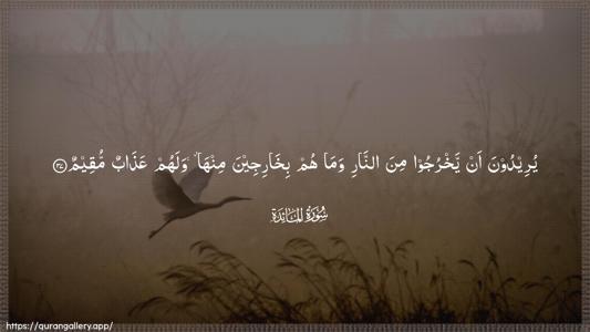 Al-Maaida Ayah 37 - Arabic (Wide) wallpaper