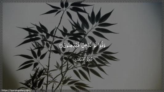 Al-Qalam Ayah 9 - Arabic (Wide) wallpaper