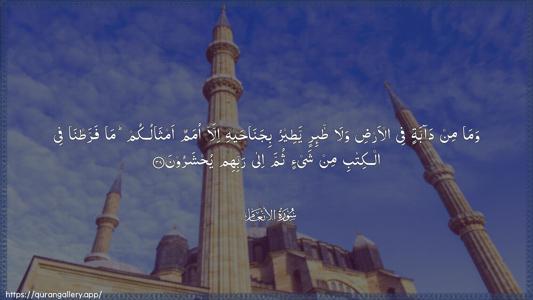 Al-An"aam Ayah 38 - Arabic (Wide) wallpaper