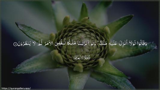 Al-An"aam Ayah 8 - Arabic (Wide) wallpaper