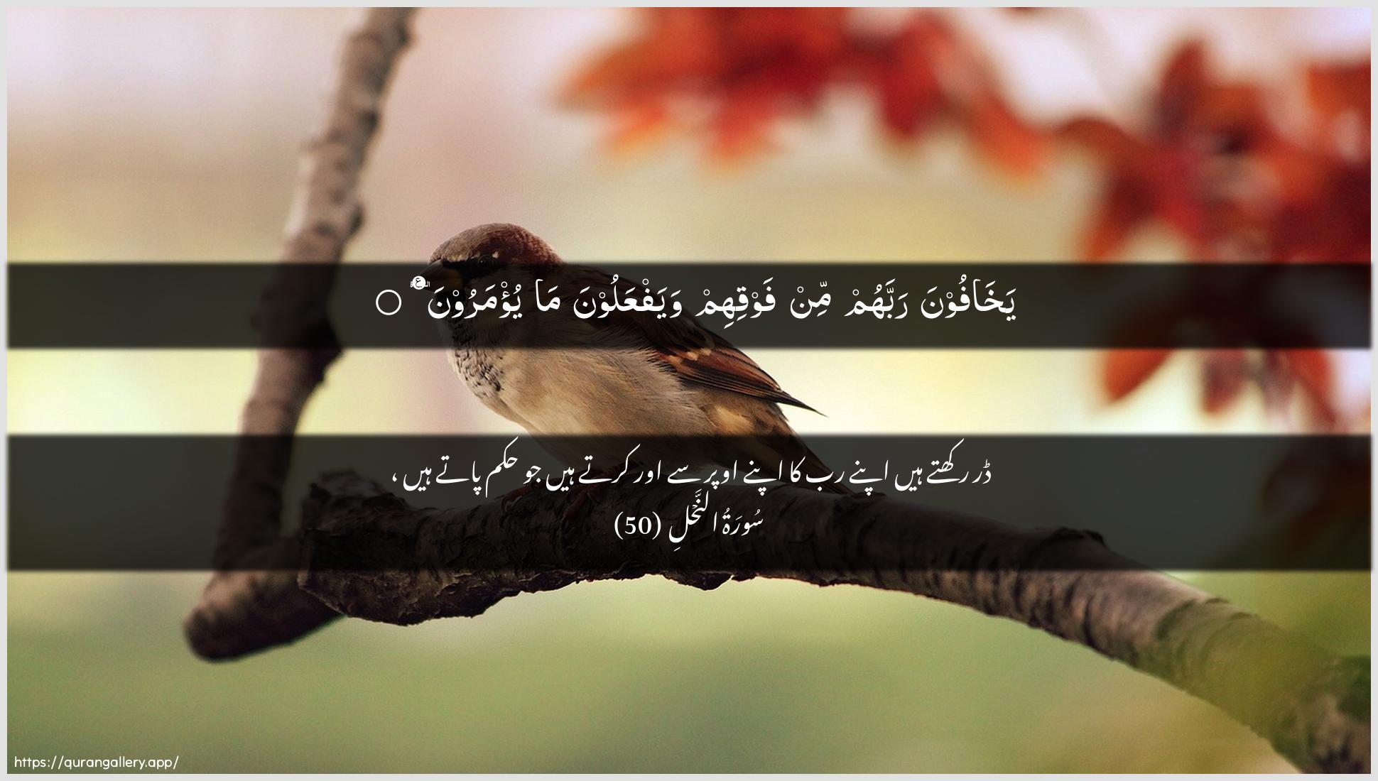 Surah An-Nahl Ayah 50 of 16 HD Wallpaper: Download Beautiful horizontal Quran Verse Image | Yakhafoona rabbahum min fawqihimwayafAAaloona ma yu/maroon