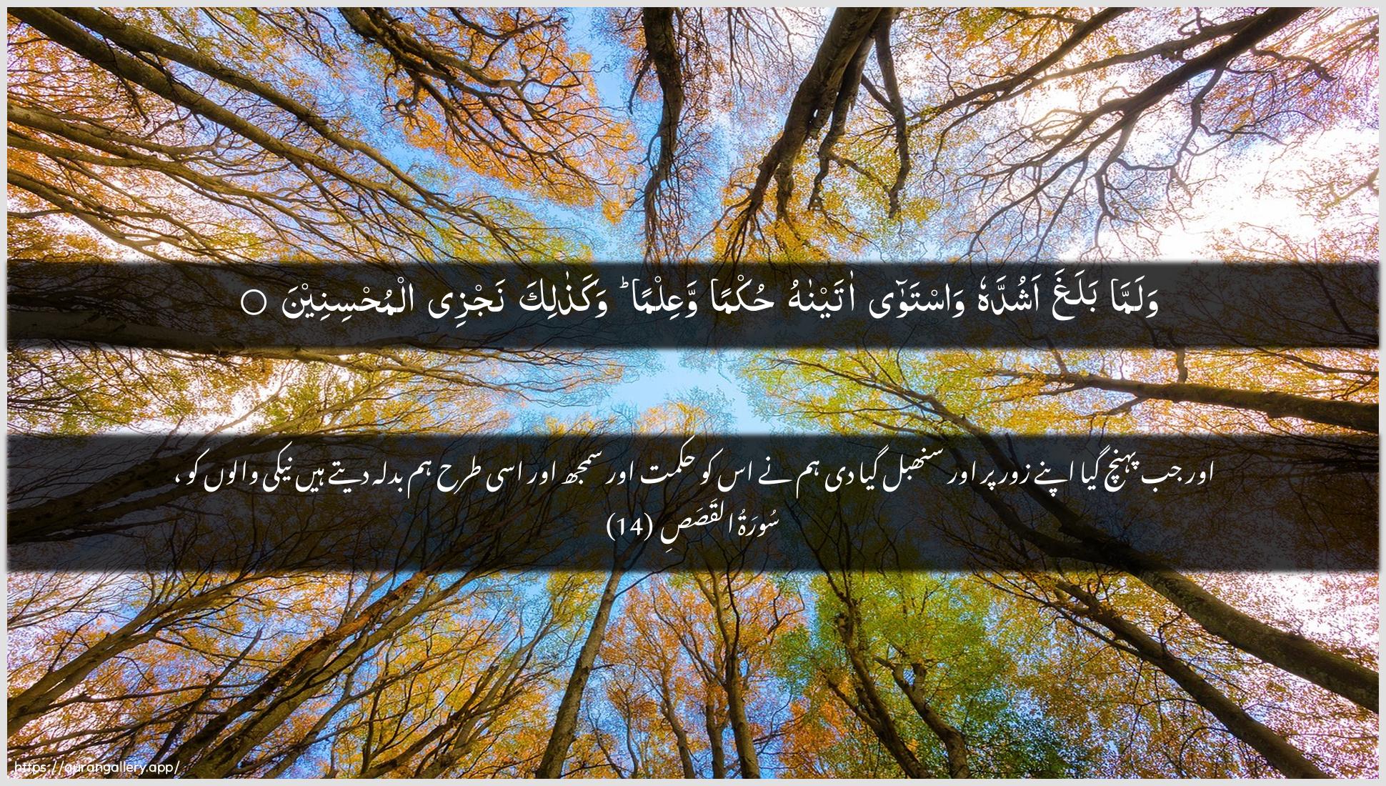 Surah Al-Qasas Ayah 14 of 28 HD Wallpaper: Download Beautiful horizontal Quran Verse Image | Walamma balagha ashuddahu wastawaataynahu hukman waAAilman wakathalikanajzee almuhsineen