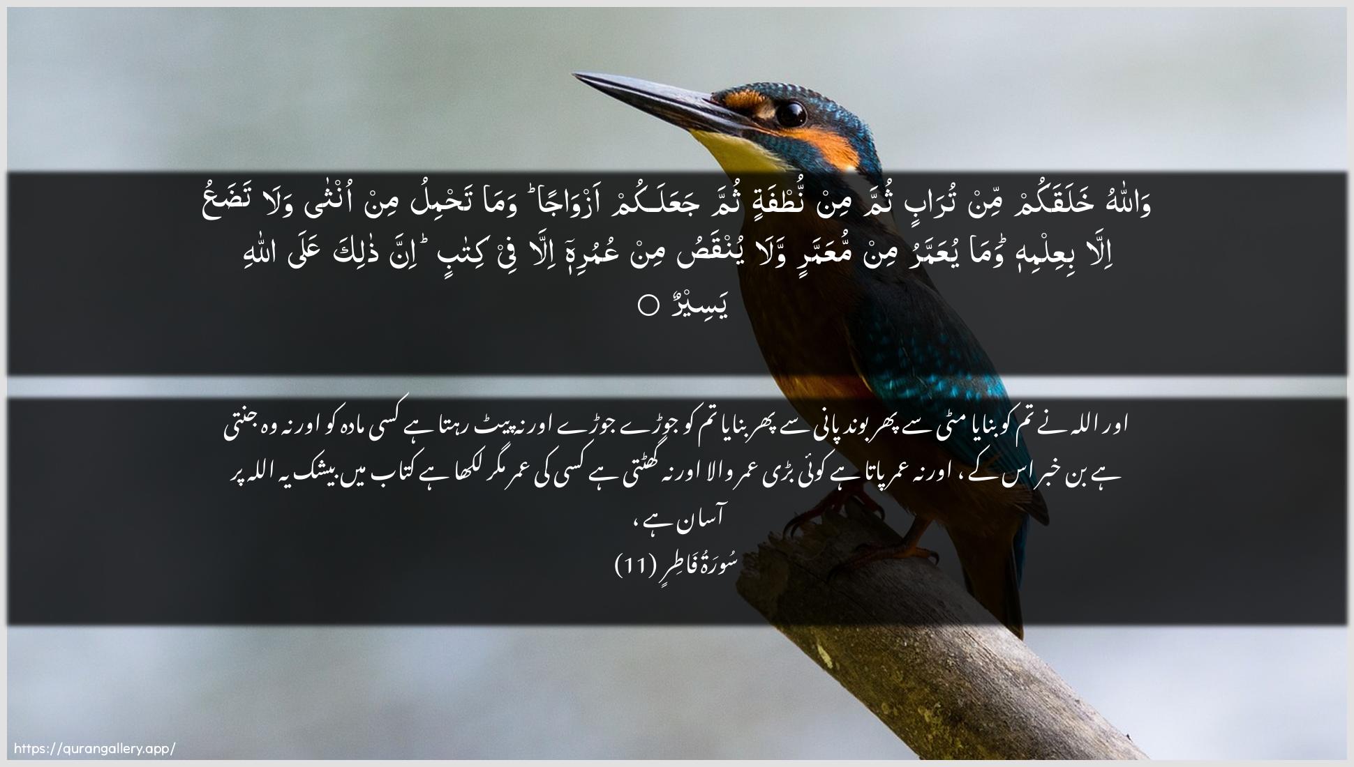 Surah Faatir Ayah 11 of 35 HD Wallpaper: Download Beautiful horizontal Quran Verse Image | Wallahu khalaqakum min turabinthumma min nutfatin thumma jaAAalakum azwajan wamatahmilu min ontha wala tadaAAu illabiAAilmihi wama yuAAammaru min muAAammarin walayunqasu min AAumurihi illa fee kitabin inna thalikaAAala Allahi yaseer