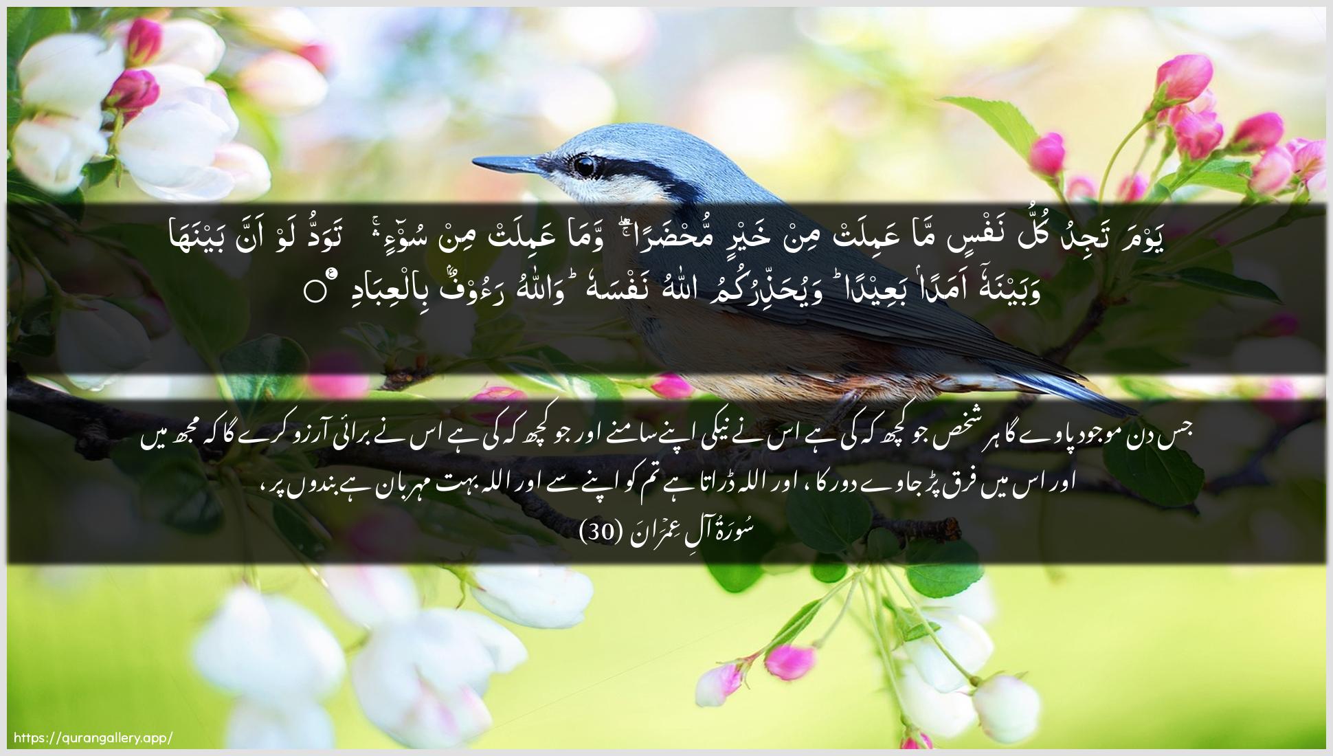 Surah Aal-i-Imraan Ayah 30 of 3 HD Wallpaper: Download Beautiful horizontal Quran Verse Image | Yawma tajidu kullu nafsin ma AAamilatmin khayrin muhdaran wama AAamilat min soo-intawaddu law anna baynaha wabaynahu amadan baAAeedan wayuhaththirukumuAllahu nafsahu wallahu raoofun bilAAibad