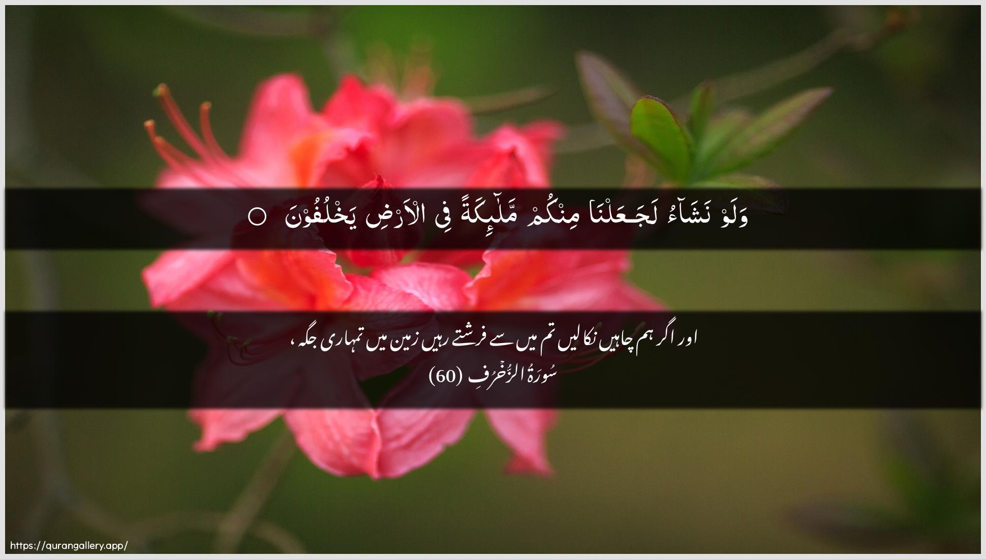 Surah Az-Zukhruf Ayah 60 of 43 HD Wallpaper: Download Beautiful horizontal Quran Verse Image | Walaw nashao lajaAAalna minkummala-ikatan fee al-ardi yakhlufoon