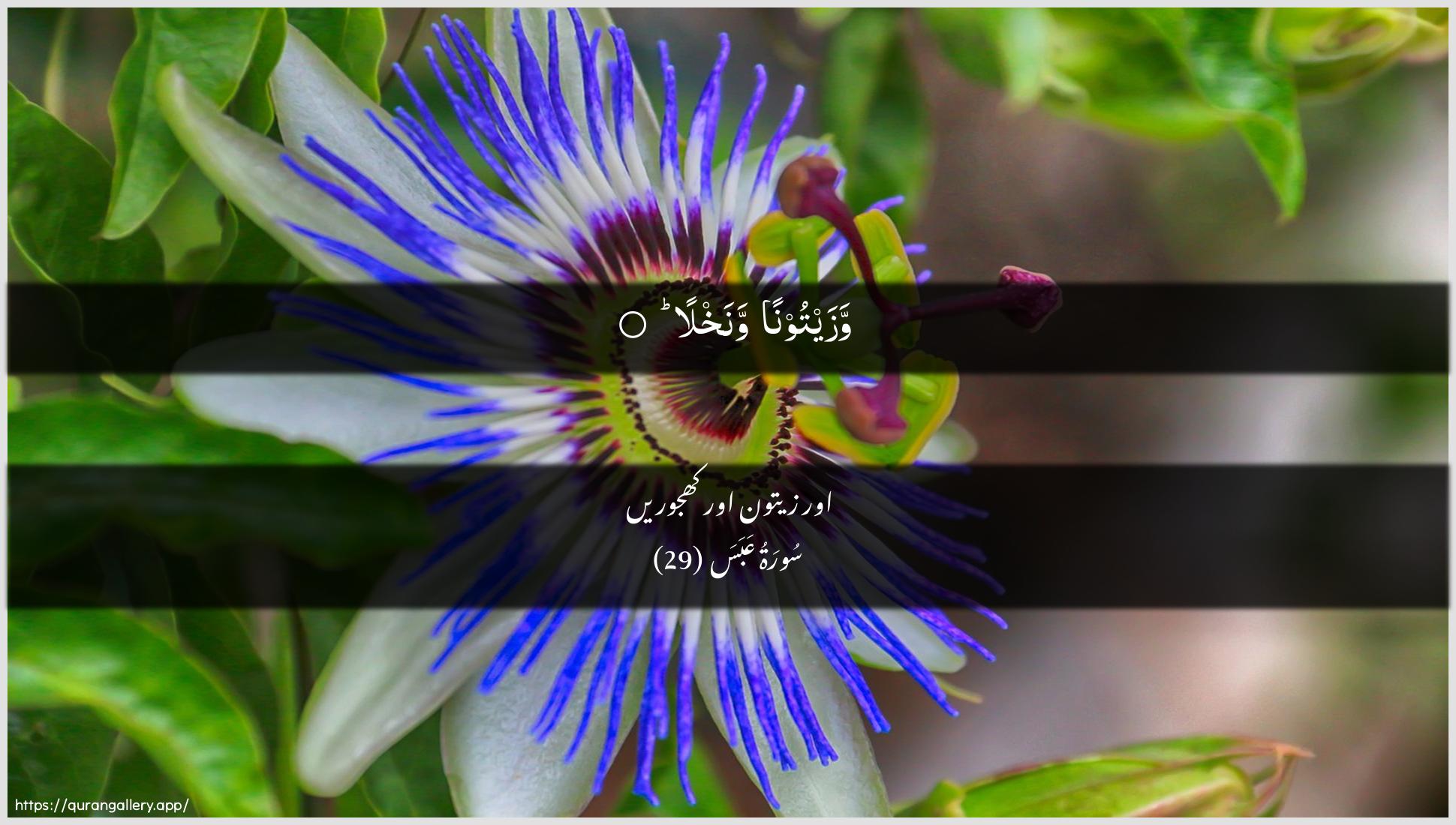 Surah Abasa Ayah 29 of 80 HD Wallpaper: Download Beautiful horizontal Quran Verse Image | Wazaytoonan wanakhla