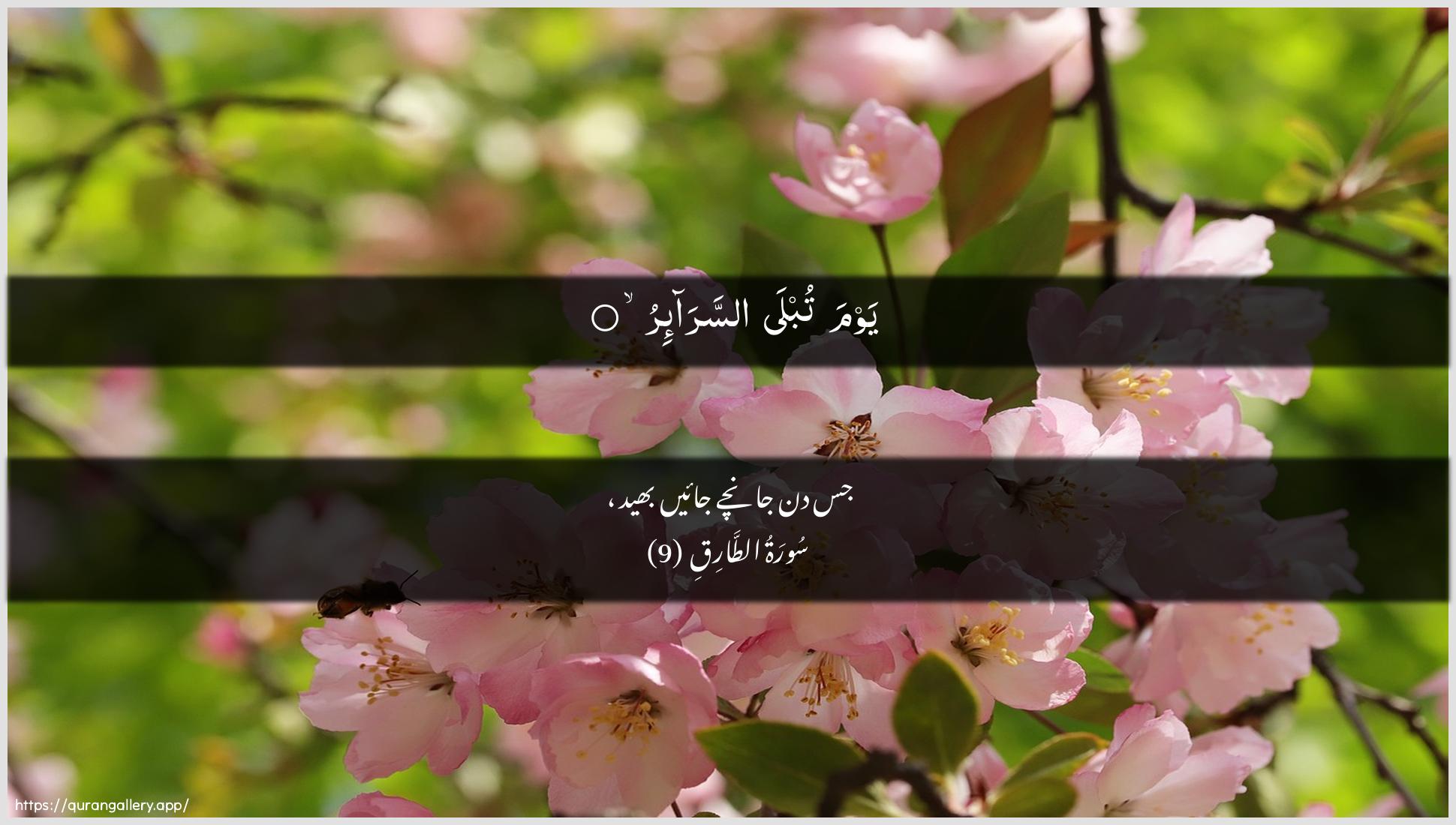 Surah At-Taariq Ayah 9 of 86 HD Wallpaper: Download Beautiful horizontal Quran Verse Image | Yawma tubla assara-ir