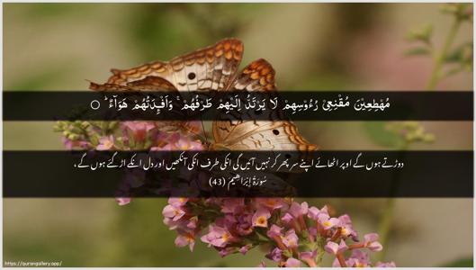 Ibrahim Ayah 43 - Arabic + Urdu wallpaper