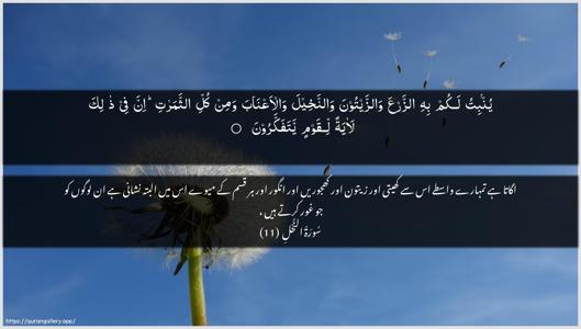 An-Nahl Ayah 11 - Arabic + Urdu wallpaper