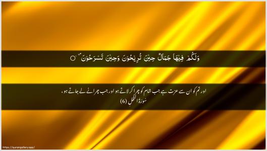 An-Nahl Ayah 6 - Arabic + Urdu wallpaper