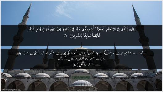 An-Nahl Ayah 66 - Arabic + Urdu wallpaper