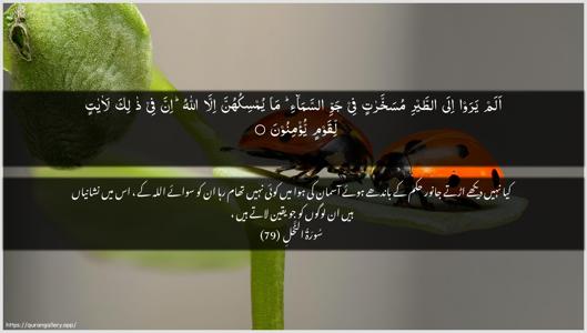 An-Nahl Ayah 79 - Arabic + Urdu wallpaper