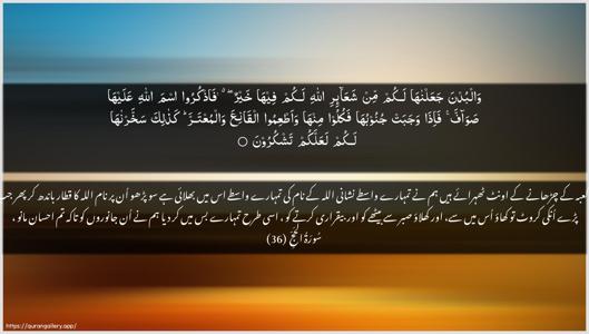 Al-Hajj Ayah 36 - Arabic + Urdu wallpaper