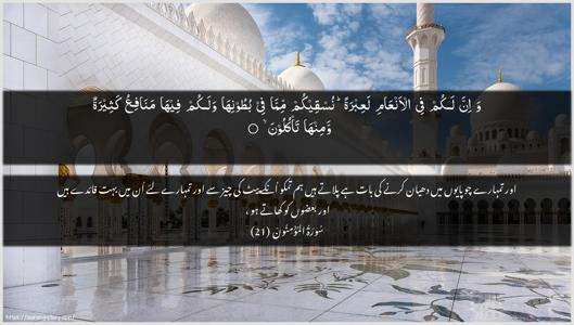 Al-Muminoon Ayah 21 - Arabic + Urdu wallpaper