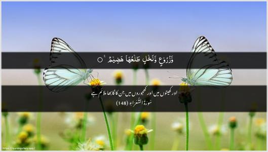 Ash-Shu"araa Ayah 148 - Arabic + Urdu wallpaper