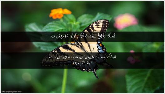 Ash-Shu"araa Ayah 3 - Arabic + Urdu wallpaper