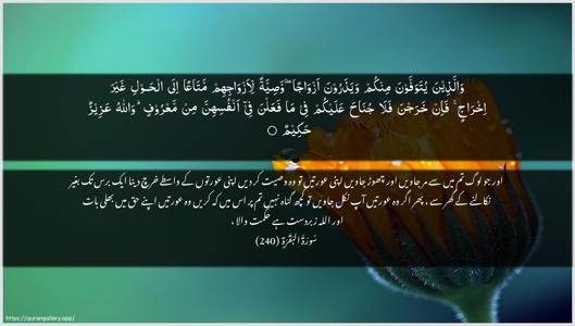 Al-Baqara Ayah 240 - Arabic + Urdu wallpaper