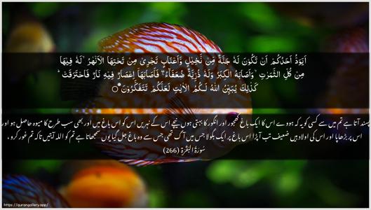 Al-Baqara Ayah 266 - Arabic + Urdu wallpaper