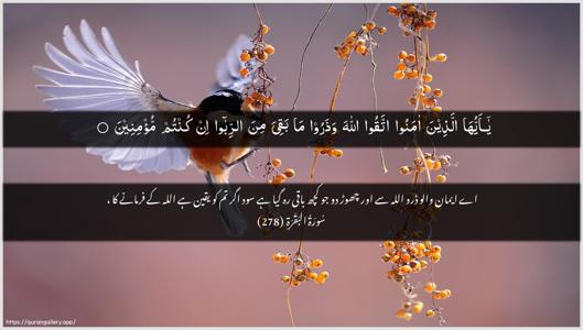 Al-Baqara Ayah 278 - Arabic + Urdu wallpaper