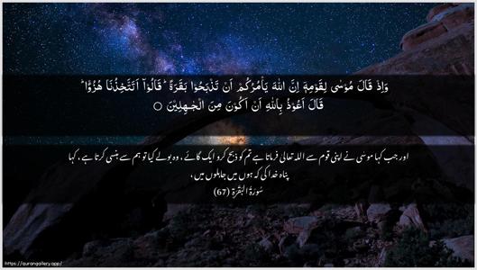 Al-Baqara Ayah 67 - Arabic + Urdu wallpaper