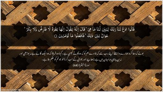 Al-Baqara Ayah 68 - Arabic + Urdu wallpaper