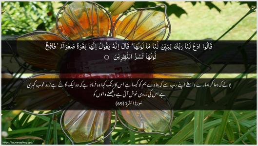 Al-Baqara Ayah 69 - Arabic + Urdu wallpaper