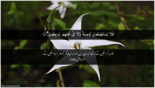 Yaseen Ayah 50 - Arabic + Urdu wallpaper