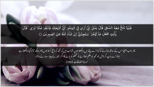 As-Saaffaat Ayah 102 - Arabic + Urdu wallpaper