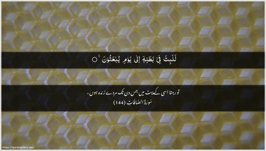 As-Saaffaat Ayah 144 - Arabic + Urdu wallpaper