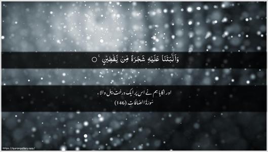 As-Saaffaat Ayah 146 - Arabic + Urdu wallpaper