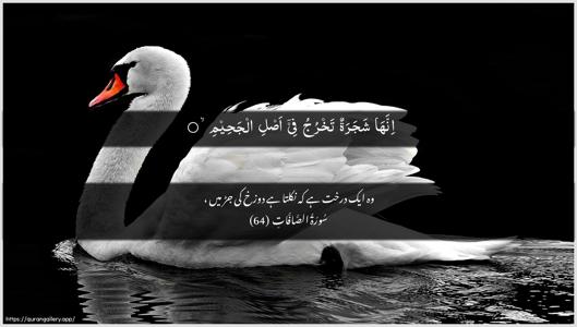 As-Saaffaat Ayah 64 - Arabic + Urdu wallpaper