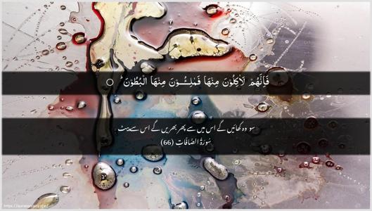 As-Saaffaat Ayah 66 - Arabic + Urdu wallpaper
