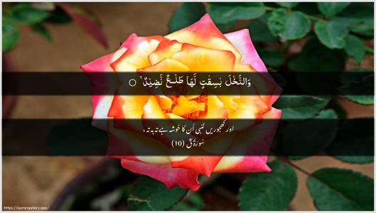 Qaaf Ayah 10 - Arabic + Urdu wallpaper