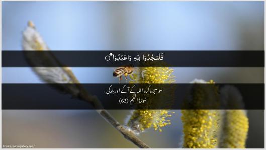 An-Najm Ayah 62 - Arabic + Urdu wallpaper